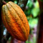 Cacao Tour Tastefully Nicaragua