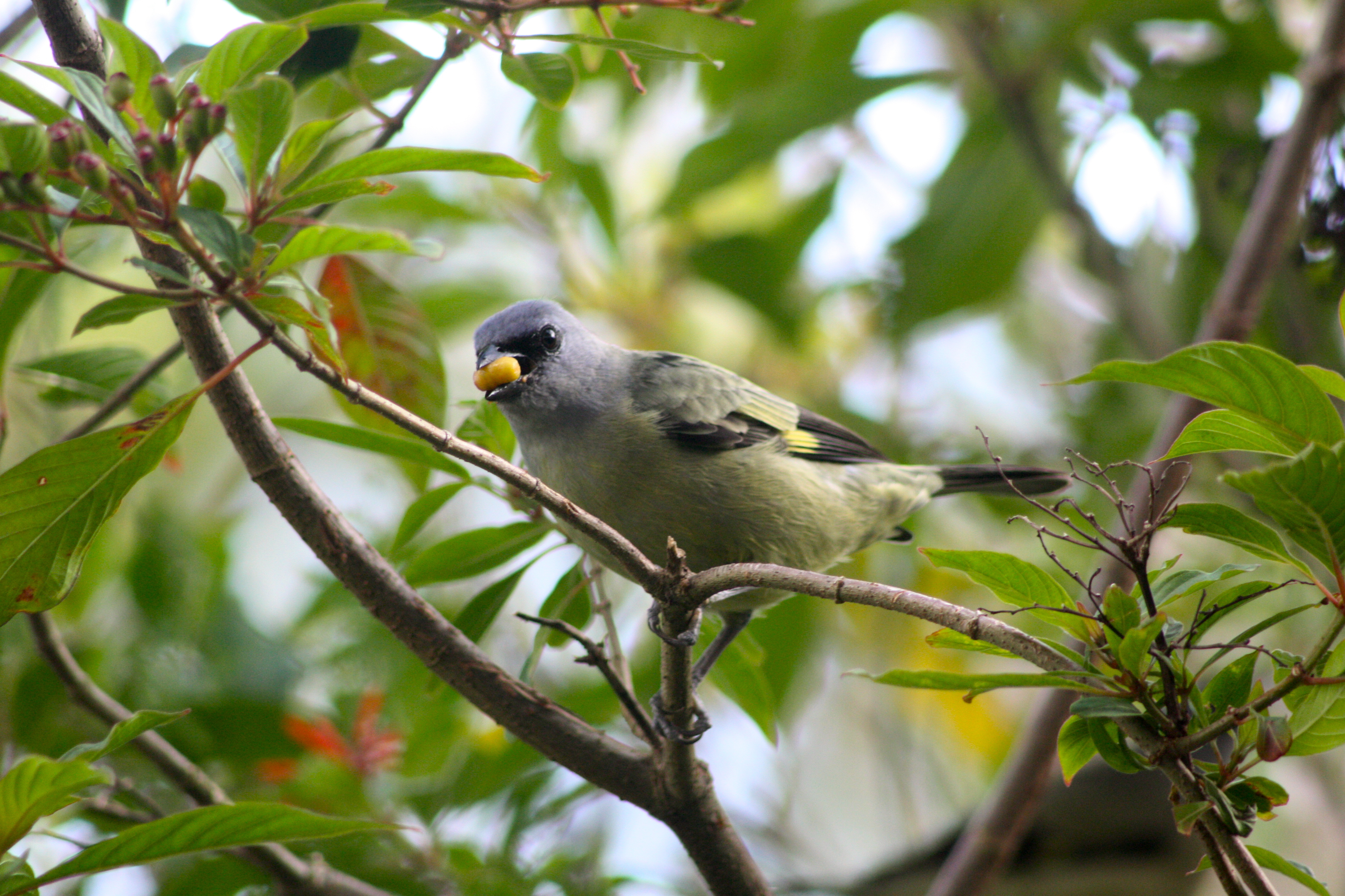 Northern Nicaragua Birding Tours